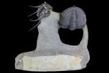 Zlichovaspis Trilobite & Large Leonaspis With Flying Spines #146698-12